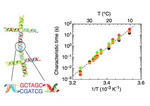 Equilibrium gels of low-valence DNA nanostars: a colloidal model for strong glass formers